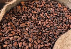 Premium Cocoa Beans – product photo 1, product detail gallery