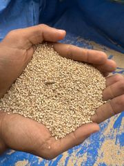 Sesame Seed - Image 5