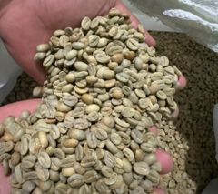 RARE Sumatera Robusta & Arabica beans - Specialty, Grade 1-4 Available – product photo 1, product detail gallery