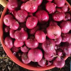 Onion - Image 2