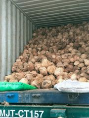 Fresh Coconut from Indonesia is the best and cheap Style Fresh Type Coconut Variety Matured Coconut Place of Origin - Image 2