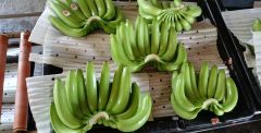 Premium Cavendish Banana – product photo 1, product detail gallery