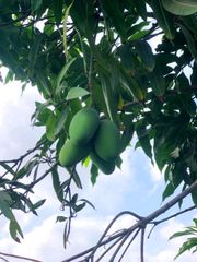 Pakistan export mango 🥭 – product photo 2, product detail gallery