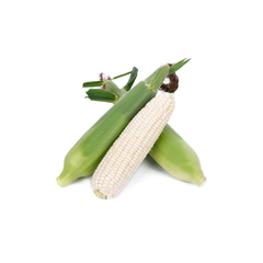 High-quality white maize available in bulk at the best wholesale rates - Image 2