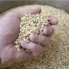 Barley