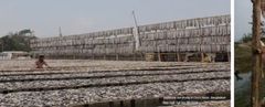 Premium Ribbon Fish from Bangladesh – Fresh Seafood Export Supply - Image 6