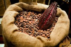 Cocoa beans – product photo 1, product detail gallery