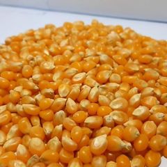 Brazilian Yellow Corn frozenchickenexports.com – product photo 4, product detail gallery