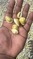 Cowries - Image 2