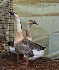 Geese birds - Image 3