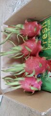 Fresh White Dragon Fruit Wholesale Price Size 250-650gr Red Pink Skin White Flesh Fresh Vietnam Manufacturer - Image 5