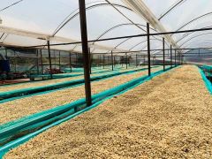 HANCOFFEE 2025-2026 New Crops Vietnam Arabica Green Coffee Bean Best Price Grade 3-1 Size 14-18 Washed/Natural - Free Sample - Image 4