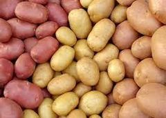 Fresh Potatoes High Quality with 0 % damage – product photo 5, product detail gallery