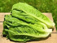 Fresh romaine lettuce Grade A Content no Style Fresh Weight (kg) 0 Ingredients no Storage Type frsh Shelf Life 9months Address south - Image 3