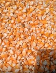Maize – product photo 1, product detail gallery