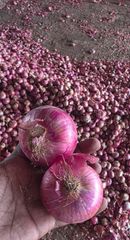 Fresh Red Onion – product photo 1, product detail gallery