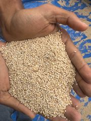 Sesame Seed - Image 2