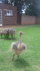 Exotic birds peacocks emus vulturine gunea fowls ostrich - Image 5