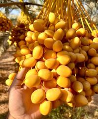 Fresh Barhi dates high quality from egypt - Image 4