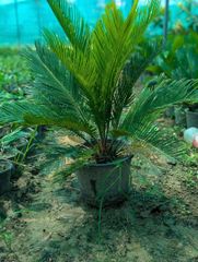 Sago palm lush green plants available  🇵🇰 almost 10000plants available – product photo 4, product detail gallery
