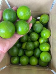 Vietnam fresh seedless lemon harvesting everyday box of 10kg - Image 4