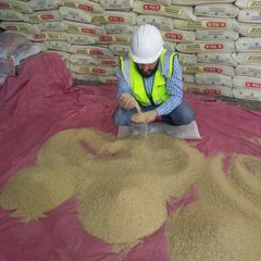 Pakistan 1121 Sella Parboiled Basmati Rice - Golden Sella - Export Quality - Mill Direct - Image 3