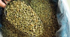 Green Arabica Coffee beans Premium Vietnamese Arabica Green Coffee Beans with 98% Maturity Honey Process New Crop 2024. – product photo 3, product detail gallery