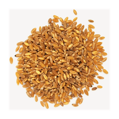 Wholesale wheat grains maintained for continuous trade and high quality resale - Image 3
