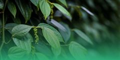 Company – thumbnail 38 of 38, supplier detail gallery