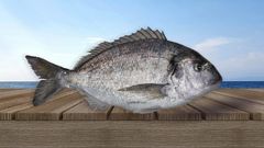 Gilthead Sea Bream - Image 1