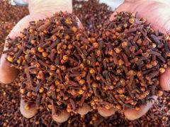 Premium Indonesian Cloves – Bulk Supply from Surabaya | FOB & CIF - Image 3