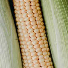 Corn Starch - Image 1