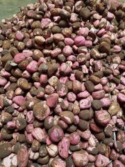 Kola Nut Grade A Taste bitter Flavor Bitter Place of Origin Nigeria Caffeine Content Present Harvesting Environment Humid Tropical Climate - Image 3