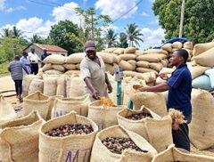 Raw cashewnut, Pigeon Peas - Image 1