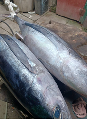 FROZEN ALBACORE TUNA - HIGH QUALITY Type FROZEN - Image 1