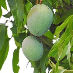 Hot Selling Best Quality Fresh Natural Healthy Mango Fruit Sweet Flavor Available At Wholesale in Reasonable Price - Image 3