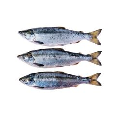 frozen salmon head whole Salmon fish Best price offer. - Image 4