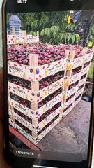 Fresh Sweet Cherry Size 30–32+ Mm Origin Republic Of Moldova Varieties Regina, Kordia, Rocket Packaging 5 Kg Premium Wooden - Image 3