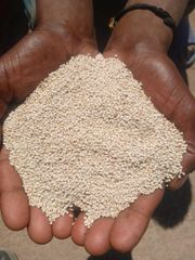 Sesame Seed - Image 3