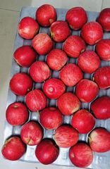 FRESH ROYAL BEAUT APPLES FOR SALE!! CLASS 1 EXPORT QUALITY ROYAL BEAUT APPLES FOR EXPORT – product photo 2, product detail gallery