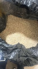 Sesame Seeds gedaref – product photo 1, product detail gallery