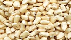 Tanzanian Maize Grain – Bulk Supply - Image 1