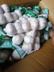 Fresh White Garlic – product photo 5, product detail gallery
