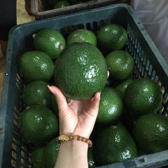 High quality fresh mature avocados from 100% natural creamy taste 10kg/box – product photo 5, product detail gallery