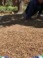Arabic Coffee Beans - Image 2