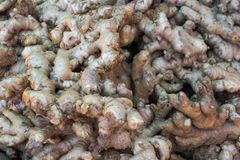 Fresh Ugandan Ginger (Zingiber officinale) – Whole Aromatic Rhizomes, Spicy, Aromatic – product photo 3, product detail gallery