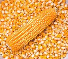 Maize - Image 1