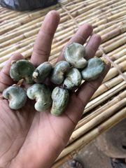 Cashew nut in shell - Image 1