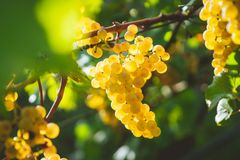 Iranian Golden Jumbo Raisins – Premium Quality – Export Quality - Grade 1 -- Bulk - Image 5