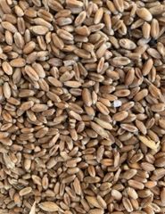 Milling wheat, protein 12.5% Origin Ukraine Crop Year 2025 Port FOB Odesa W Value Min 180 Type Soft Wheat Features GMO-Free - Image 5